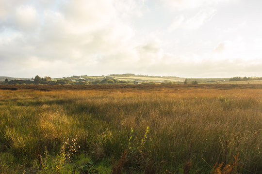 dry swamps at sunset with dry grass, future  peat