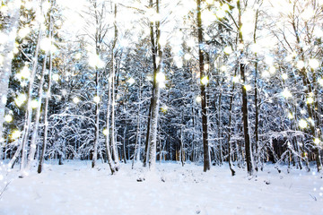 Sunset in a german winter forest and snowfall.