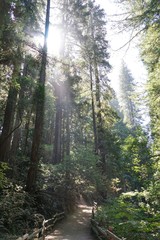 Fototapeta na wymiar Redwood Wald in Kalifornien | USA