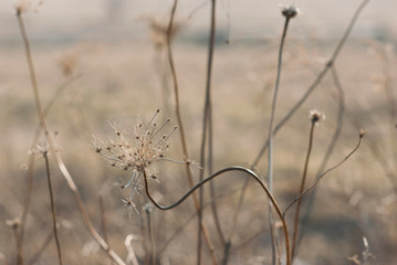 Wildflowers, autumn