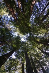 Redwood Wald in Kalifornien | USA