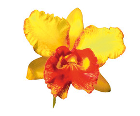 Flower isolated photo white background path