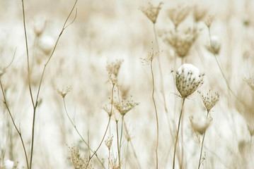 Dry plants at winter