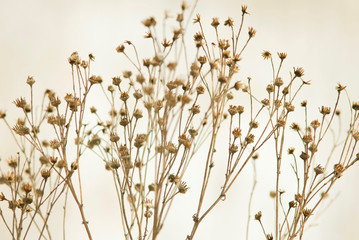 Fototapeta premium Dry plants at winter
