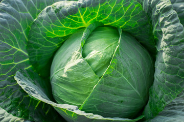 Obraz premium cabbage on the white background