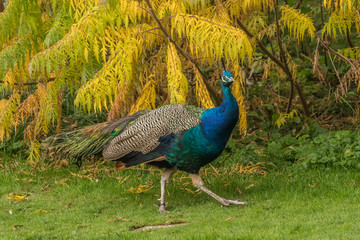 Pfau im herbst