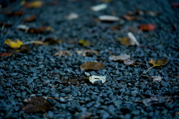 fallen leaves