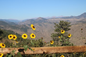 yellow sunflowers in front of mountain range