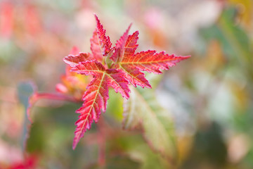 Red maple leaves. Autumn close up blur background.