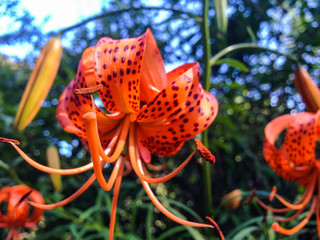 Red flower at Botanic Garden, Christchurch, South Island, New Zealand