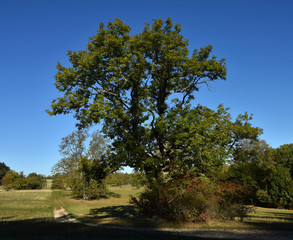 Gemeine Esche (Fraxinus excelsior) im Herbst