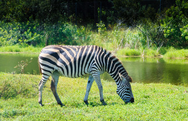 Fototapeta na wymiar Portrait of a zebra with a natural bushy background.