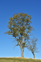 Gemeine Esche (Fraxinus excelsior) im Herbst