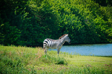 Portrait of a zebra with a natural bushy background. © marls