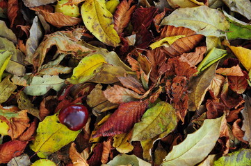 Horse Chestnuts and fallen autumn leaves. Autumn colorful background