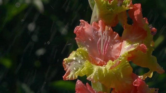 Sunny shower for yellow and pink gladiolus flowers close up. Slow motion of watering in summer garden. Amazing natural background with vibrant floral texture outside.
