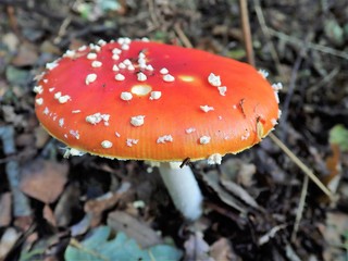 Close-up of Amanita muscaria fly agaric mushroom