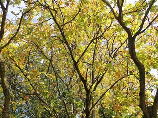 Oak tree branches in autumn, Chorleywood Common, Hertfordshire