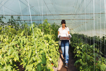 Greenhouse female worker working