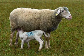 Hausschaf (Ovis aries) mit säugendem Lamm