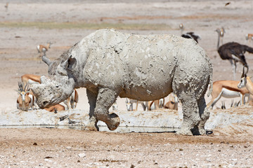 Obraz premium Spitzmaulnashorn (Diceros bicornis) am Wasserloch Nebrowni im Etosha Nationalpark (Namibia)