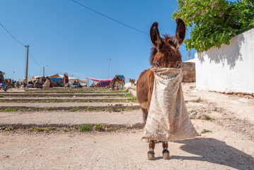 A little donkey eats his peck awaiting the return of his master at a market in the region of...