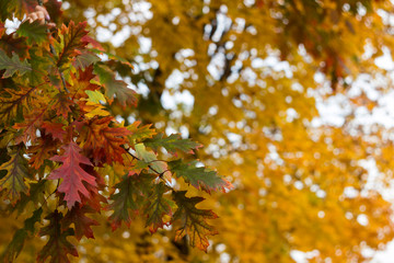 Yellow, red and green oak leaves on tree, autumn background