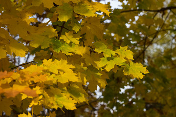 Yellow maple leaves in autumn, beautiful background