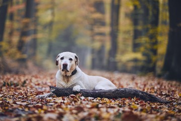 Dog in autumn forest