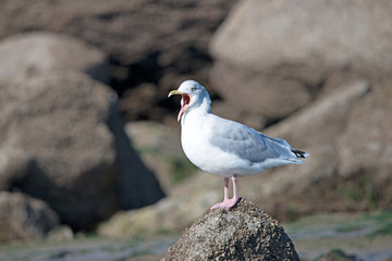Herring Gull tired and yawning Cap Gris-Nez France.