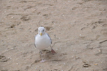 seagull on beach - 228878758