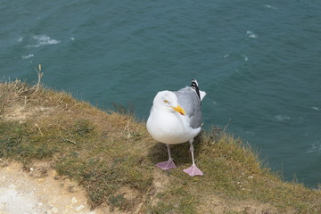 seagull on the beach - 228878988