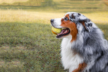 Australian Shepherd Dog Play With a Tennis Ball