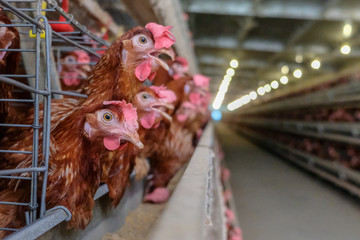 (Blur some of chickens) Multilevel production line conveyor production line of chicken eggs of a poultry farm, Layer Farm housing, Agriculture technological equipment factory. Limited depth of field.
