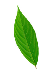 Obraz premium Green leaves isolated on a white background