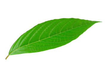 Fototapeta na wymiar Green leaves isolated on a white background