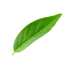 Green leaves isolated on a white background
