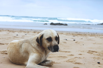 Hund am Strand