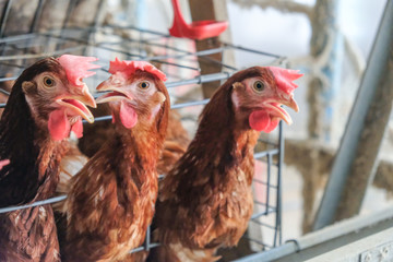 (Blur some of chickens) Multilevel production line conveyor production line of chicken eggs of a...