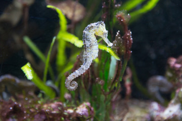 seahorse in an aquarium