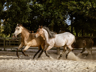 Obraz na płótnie Canvas Running Horses 