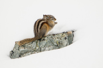 Even Chipmunk can tell - winter is coming 