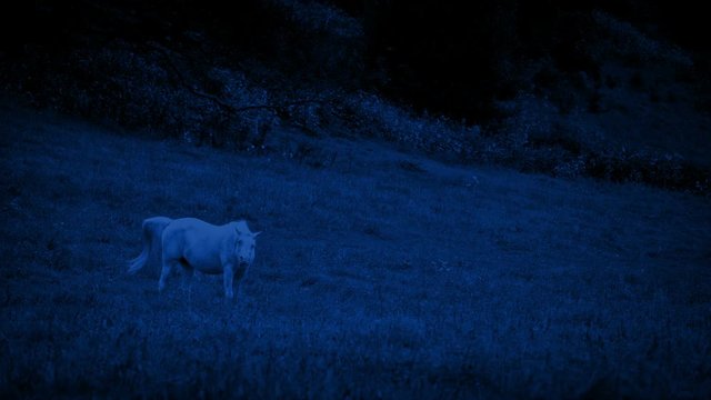 White Horse Grazing At Night