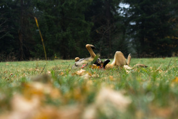 deer in forest