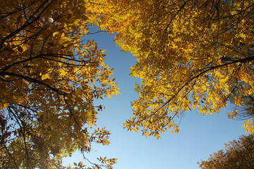 Tree branches with yellow leaves against the blue sky