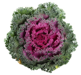 Decorative cabbage purple leaf vegetable isolated on white background, top view © dule964