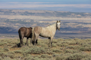 Naklejka na ściany i meble Wild Horses in the Colorado High Desert in Summer