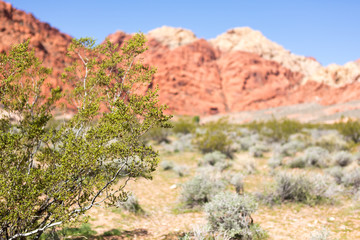 Fototapeta na wymiar Nevada desert landscape