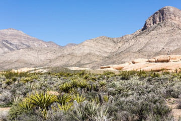 Fototapeta na wymiar Red Canyon Park, Nevada