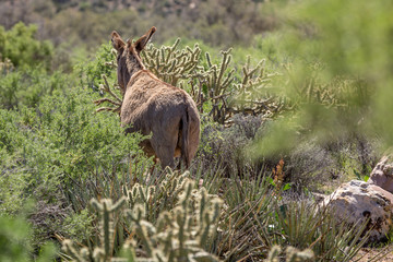 Ass in red Canyon Park, Nevada